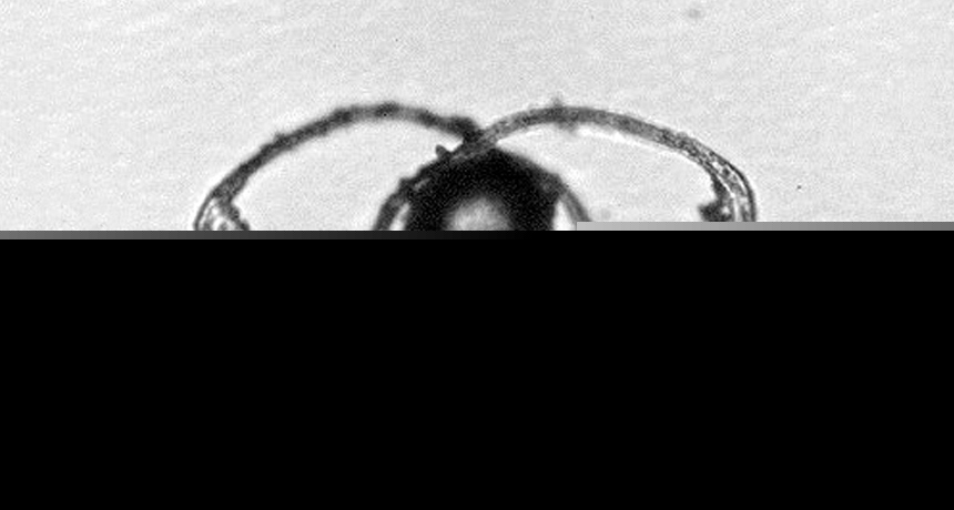 Comment on Horsetail spores don’t need legs to jump by URL