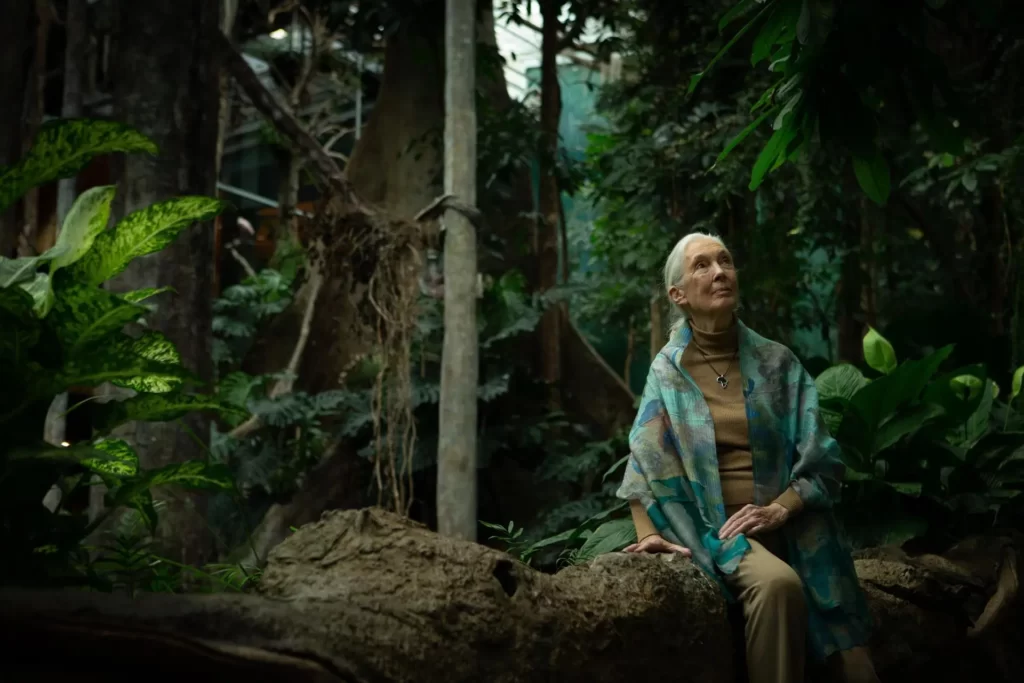 S’ha mort Jane Goodall, defensora dels animals i pionera en l’estudi dels ximpanzés