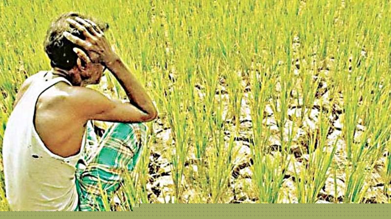 Repeated Crop Failures, Mounting Debt Linked To Farmer's Suicide