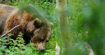 Retrospective approval given for Jimmy's Farm to build brown bear enclosure