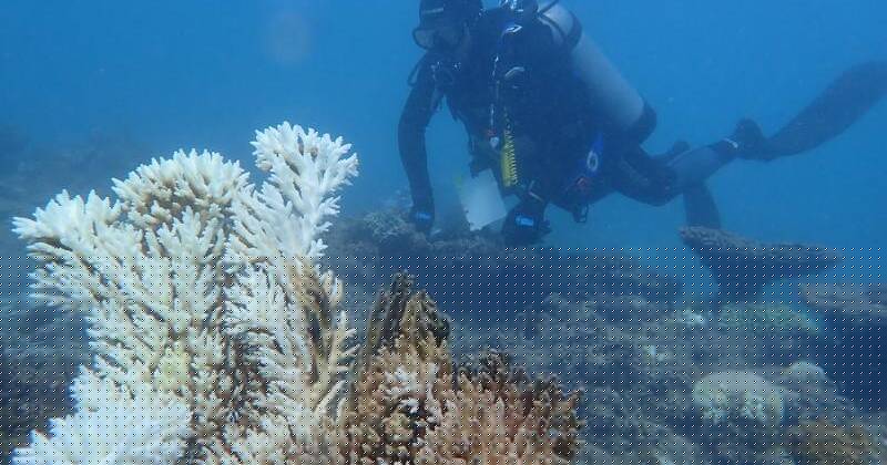 Untouched reefs cop record bleaching in intense heat