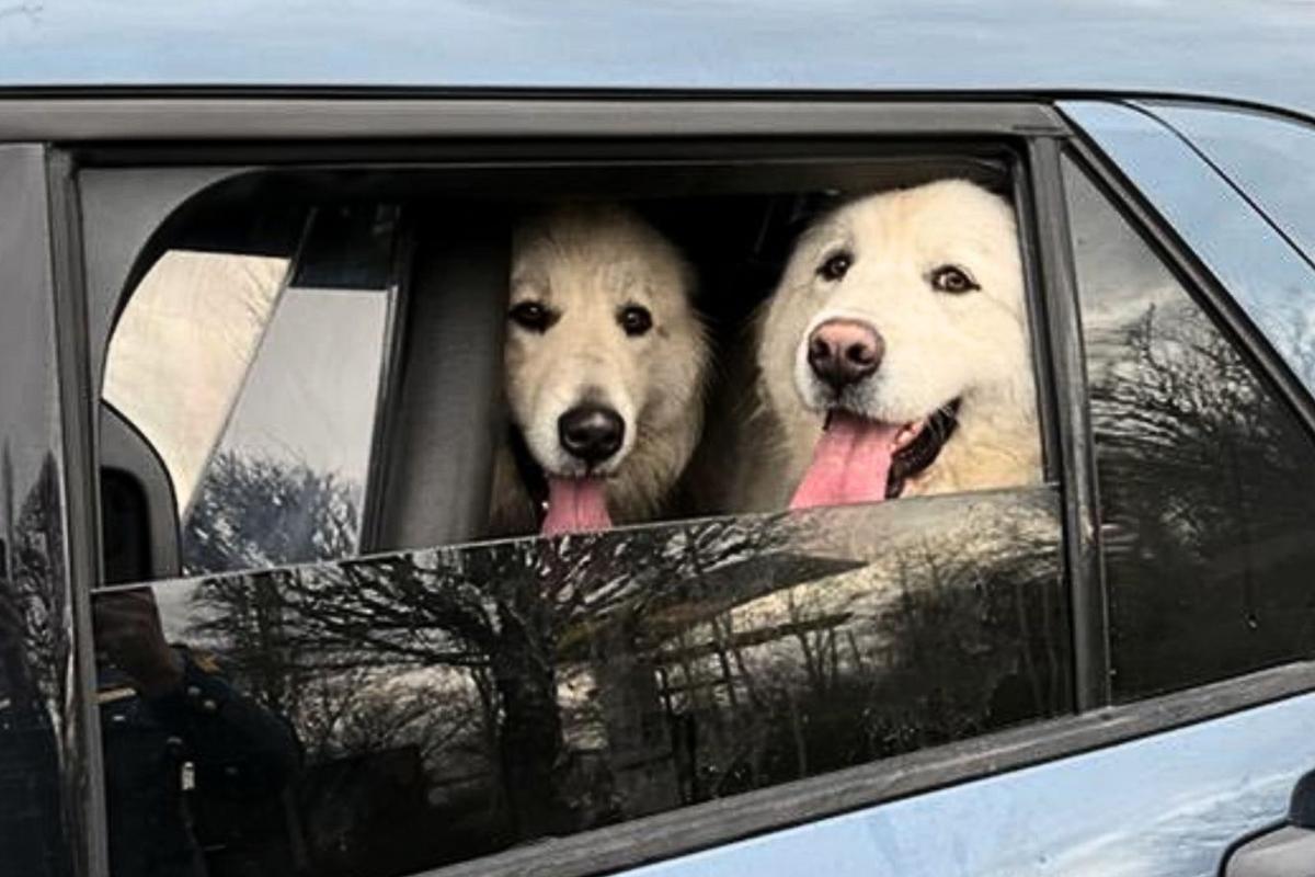 State Patrol Finds Two Labs on One Big Freeway Adventure