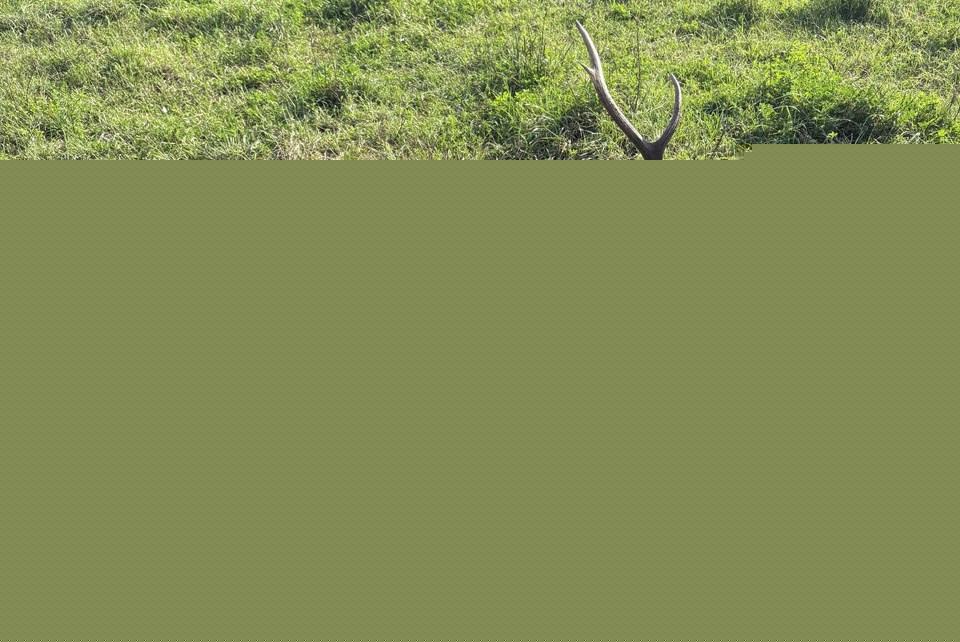 Bull elk left to waste near Wynyard; reward offered for info