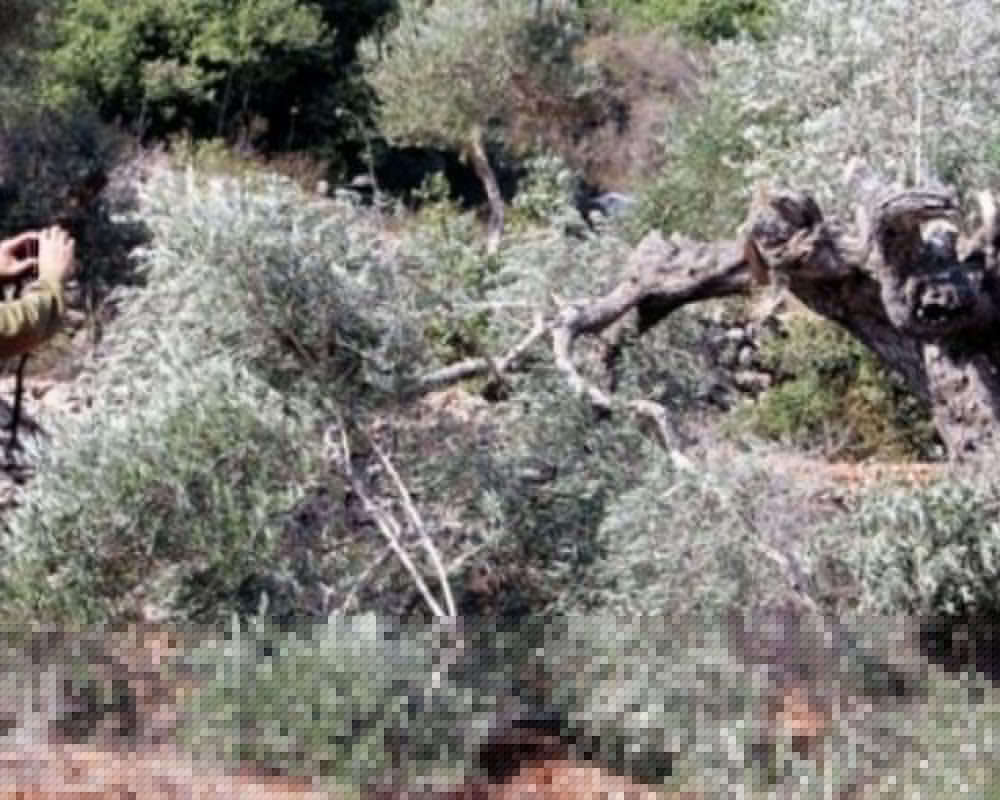 مستعمرون يحطمون 120 شجرة زيتون في مسافر يطا جنوب الخليل