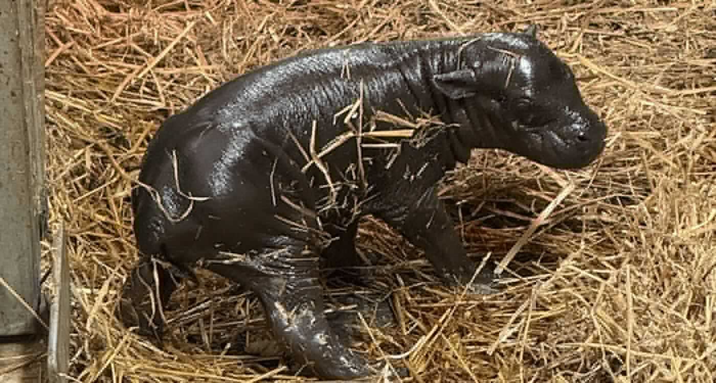 The North American House Hippo is REAL and lives in Canada. Eats the crumbs from peanut butter on toast [Spiffy]