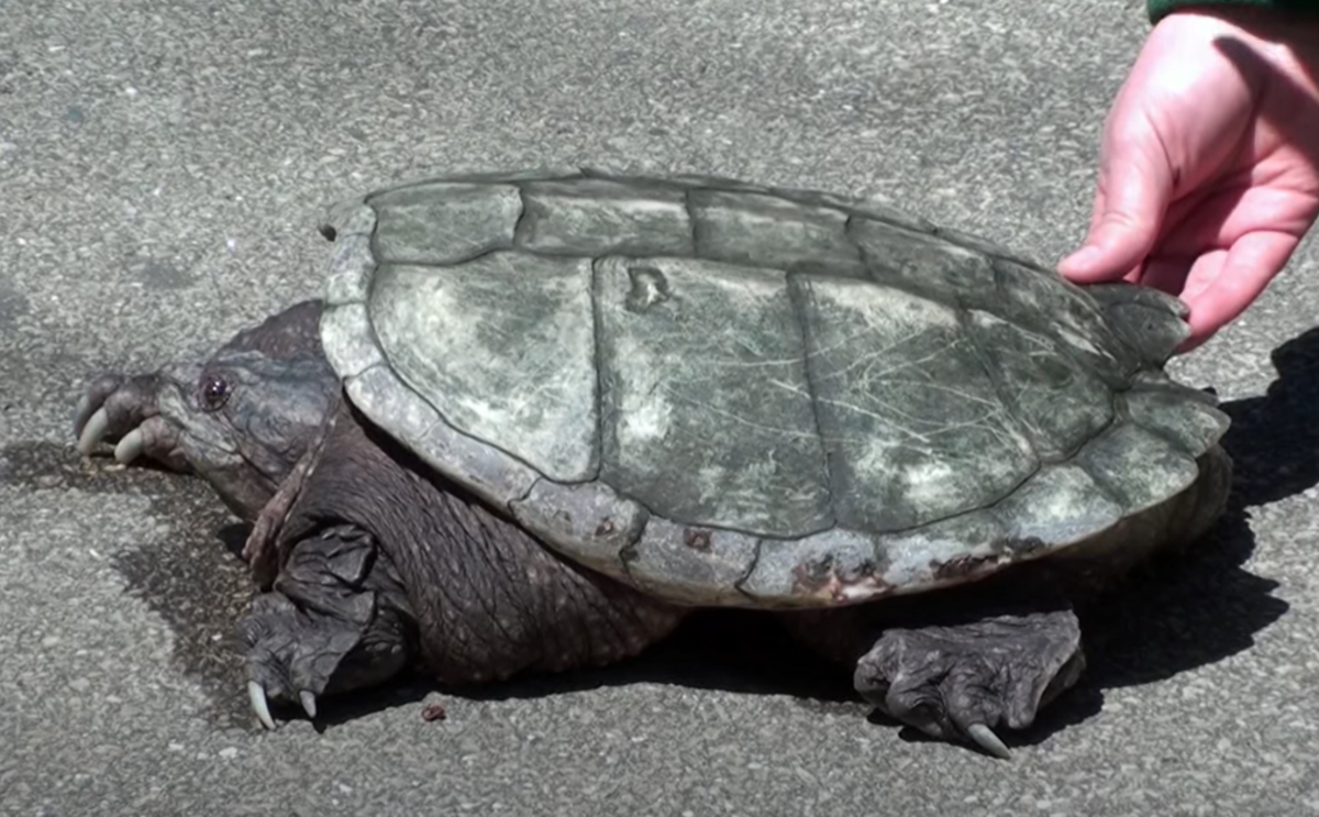 Orange County Executive Moves Turtle From New York Road