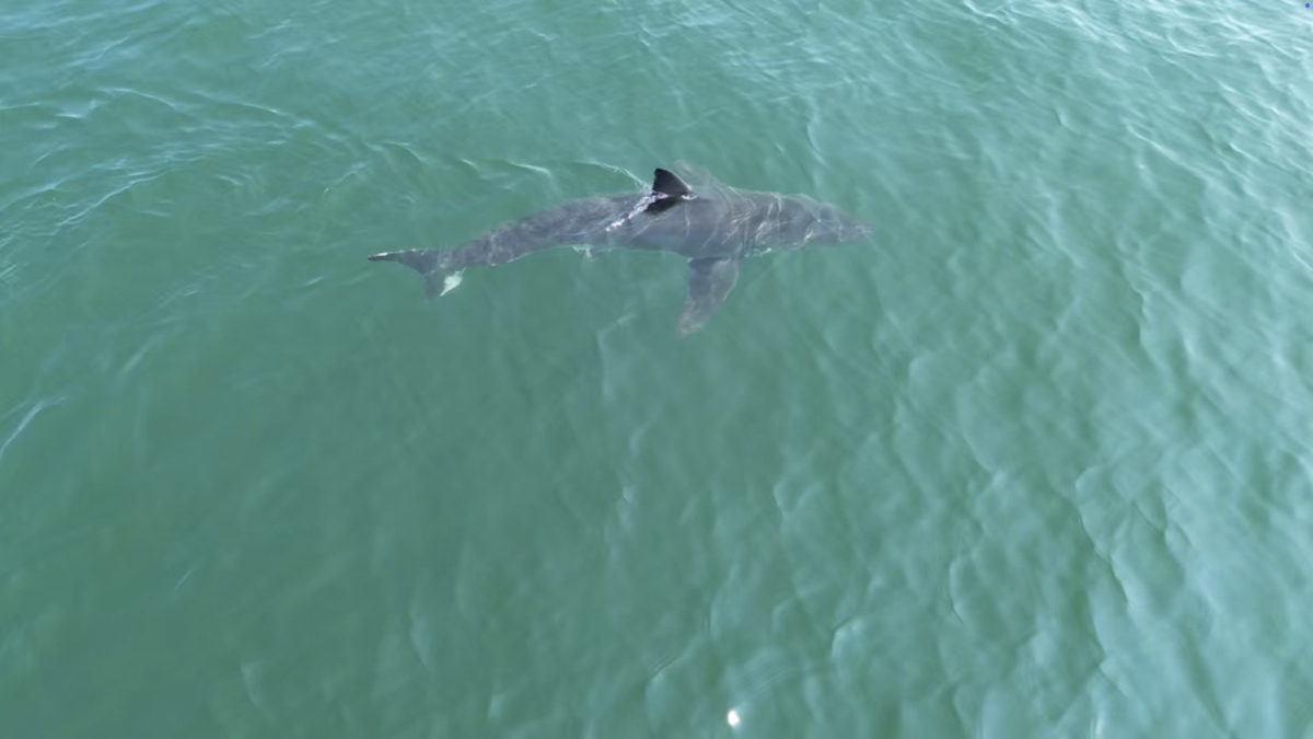 Study in Saco Bay aims to fill data gaps about juvenile white sharks