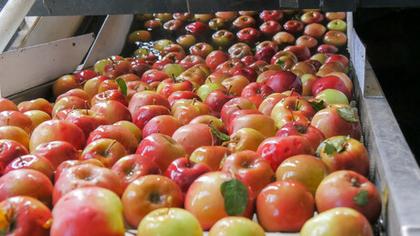 New trade deal for Aussie apples with Canada