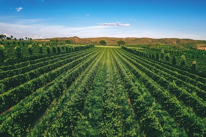 The next re-generation of coffee