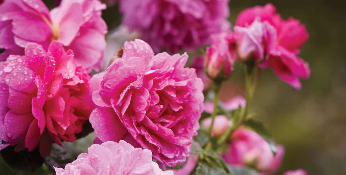 These 24 Birth Flowers Have Special Meanings for Every Month of the Year