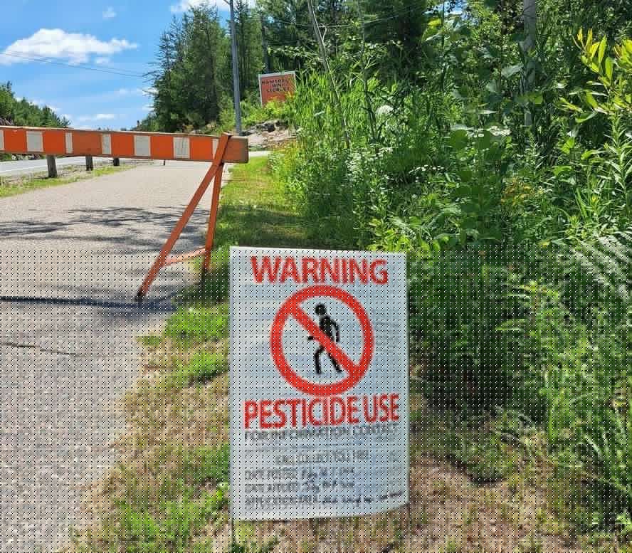 Introduced or native: Why phragmites a problem for Espanola area