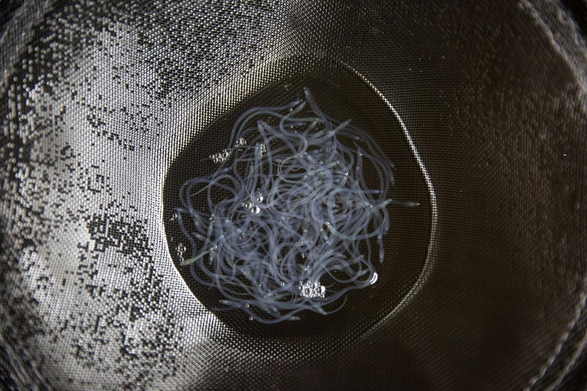 Maine License Lottery Is Open For Profitable Elver Fishery