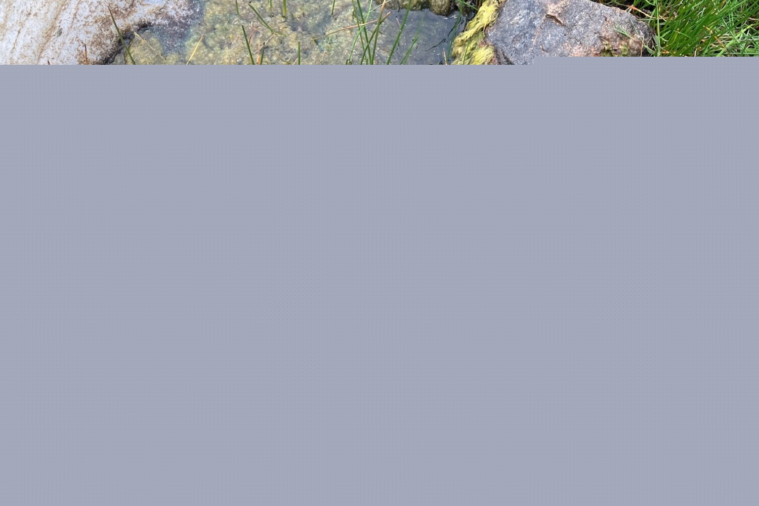 Blue-green algae confirmed in Spiggie Loch, Dunrossness