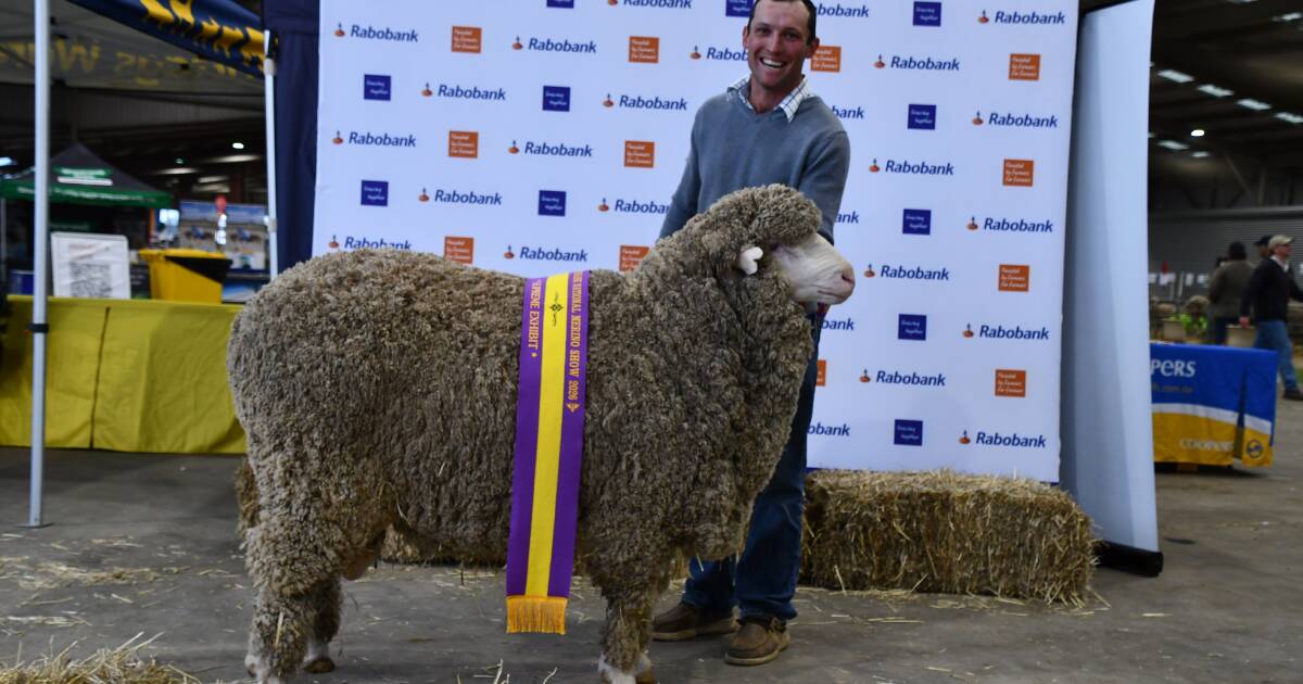 Queensland ram sashed supreme exhibit at Dubbo after seizing August-shorn title