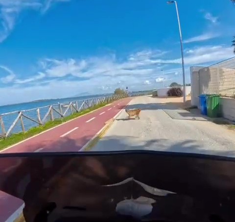 Marsala, cane randagio attacca motociclista e quasi lo fa cadere. Il video