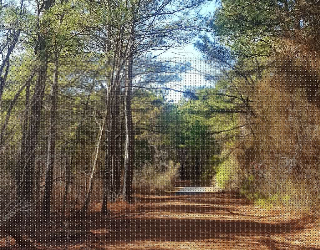 Talk of Delmarva Picture of the Day