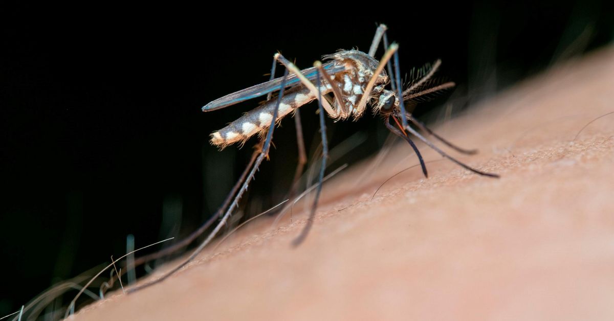 El virus del Nilo diluye su amenaza en la provincia de Cádiz