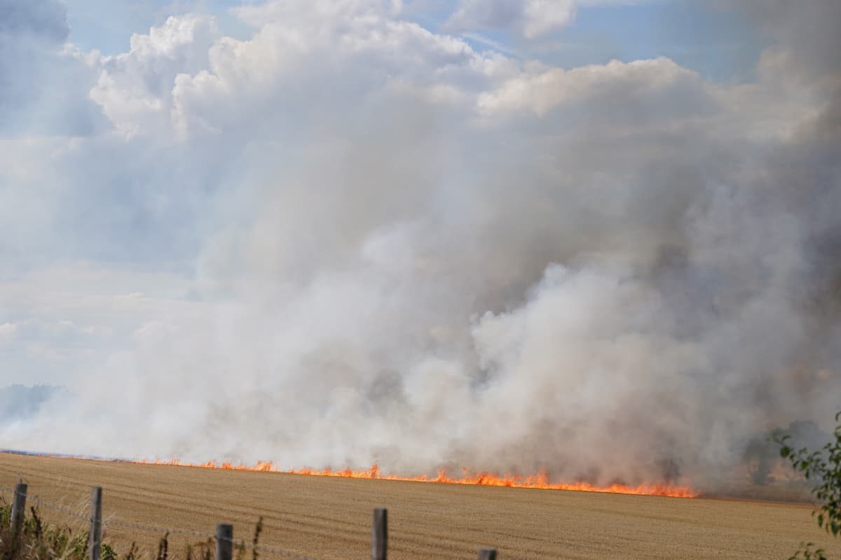 London weather LIVE: Grass fires rage as drought declared in capital and temperatures reach heatwave high