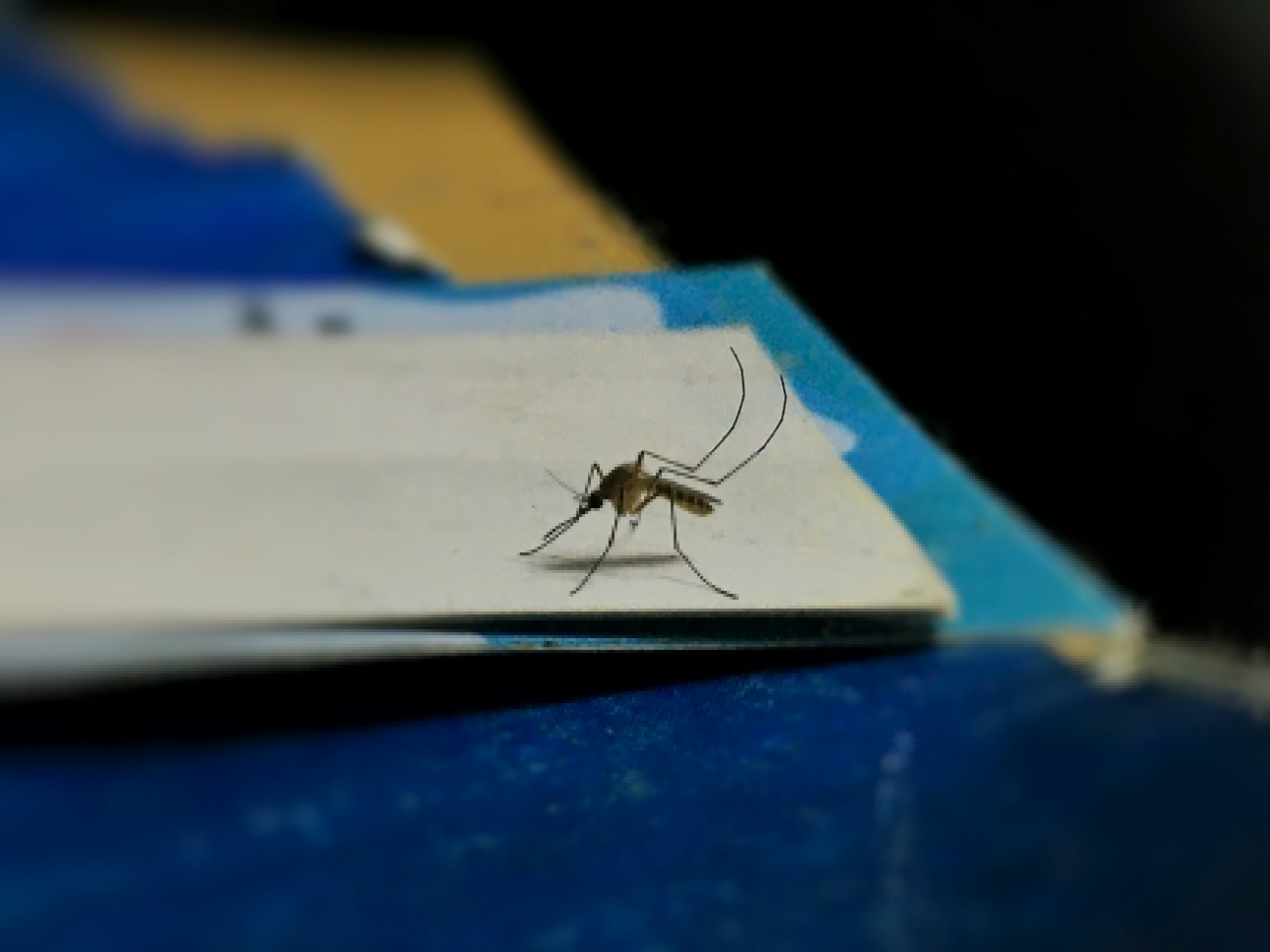 West Nile Virus Found in Fort Collins Mosquitoes