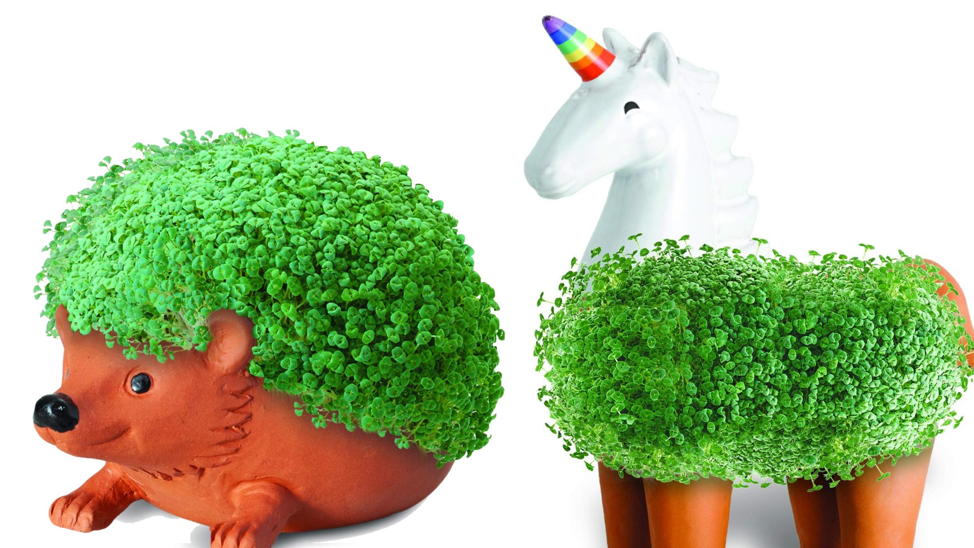 Chia Pets Are Getting Their Own Movie