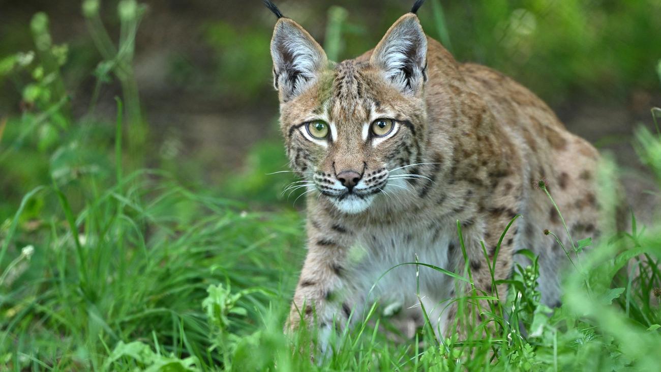 Freilebende Luchse: Luchs-Nachwuchs im Eichsfeld gesichtet