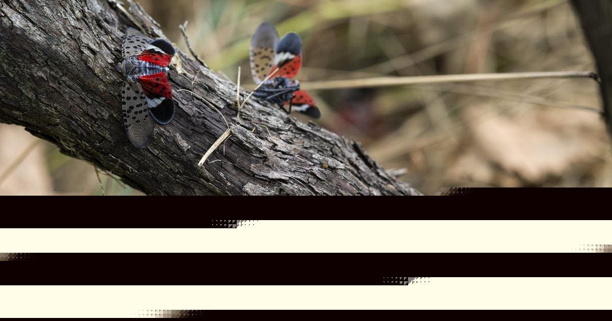 Spotted lanternflies are spreading. A bipartisan bill aims to fight back