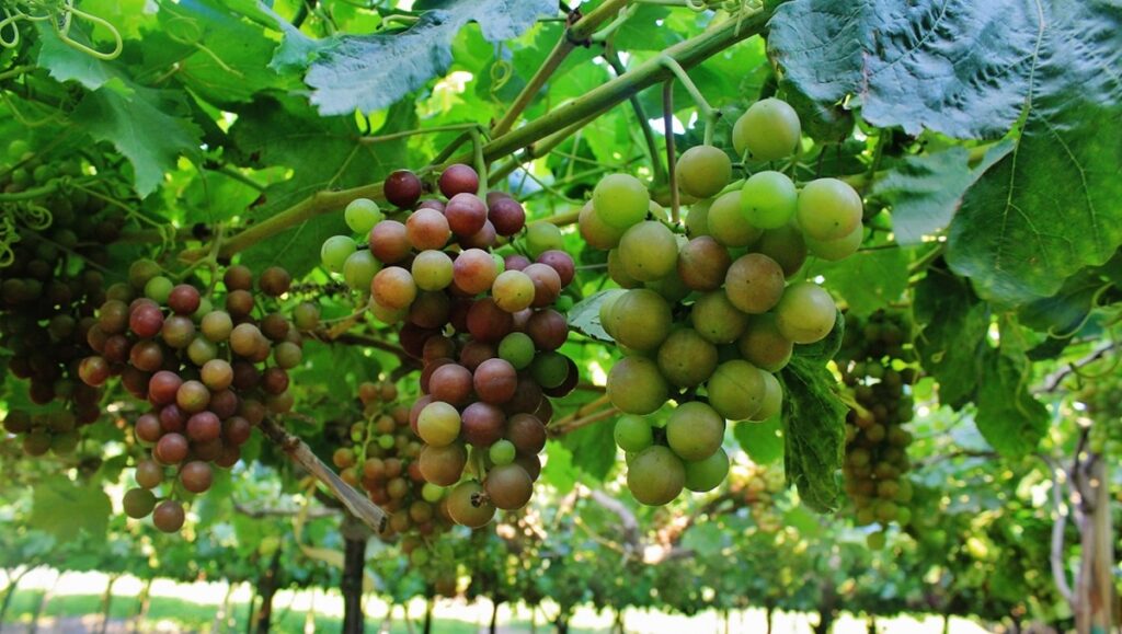 Peruvian table grape forecast adjusted to 84.2 million boxes, as seedless varieties lead growth
