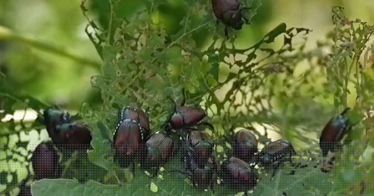 Schädling am Vormarsch - Italien: Japankäfer fressen Weinberge kahl
