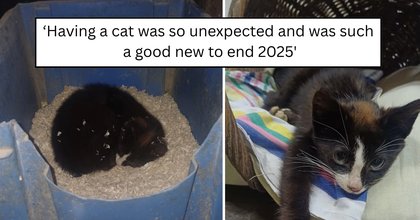 'I found this cute little guy while closing [the] chicken coop': A skinny kitten named Zeltron sought shelter from the wind and ended up finding a furever home