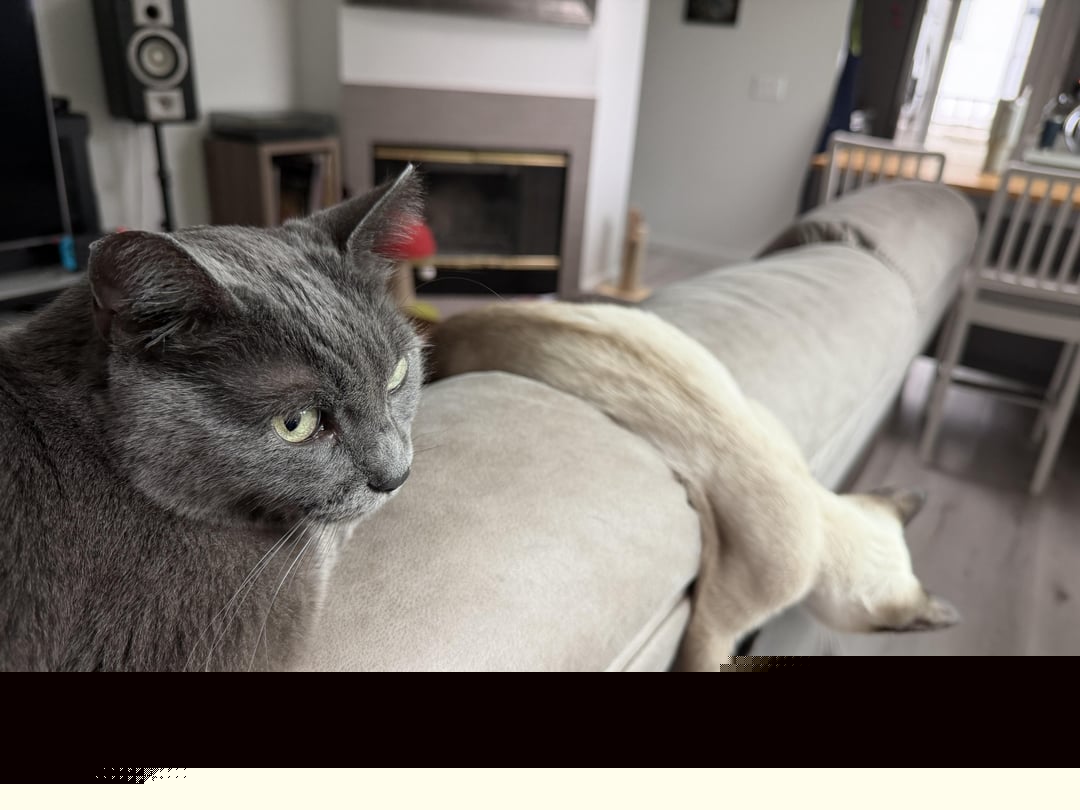 Cats - What's that guy doing?