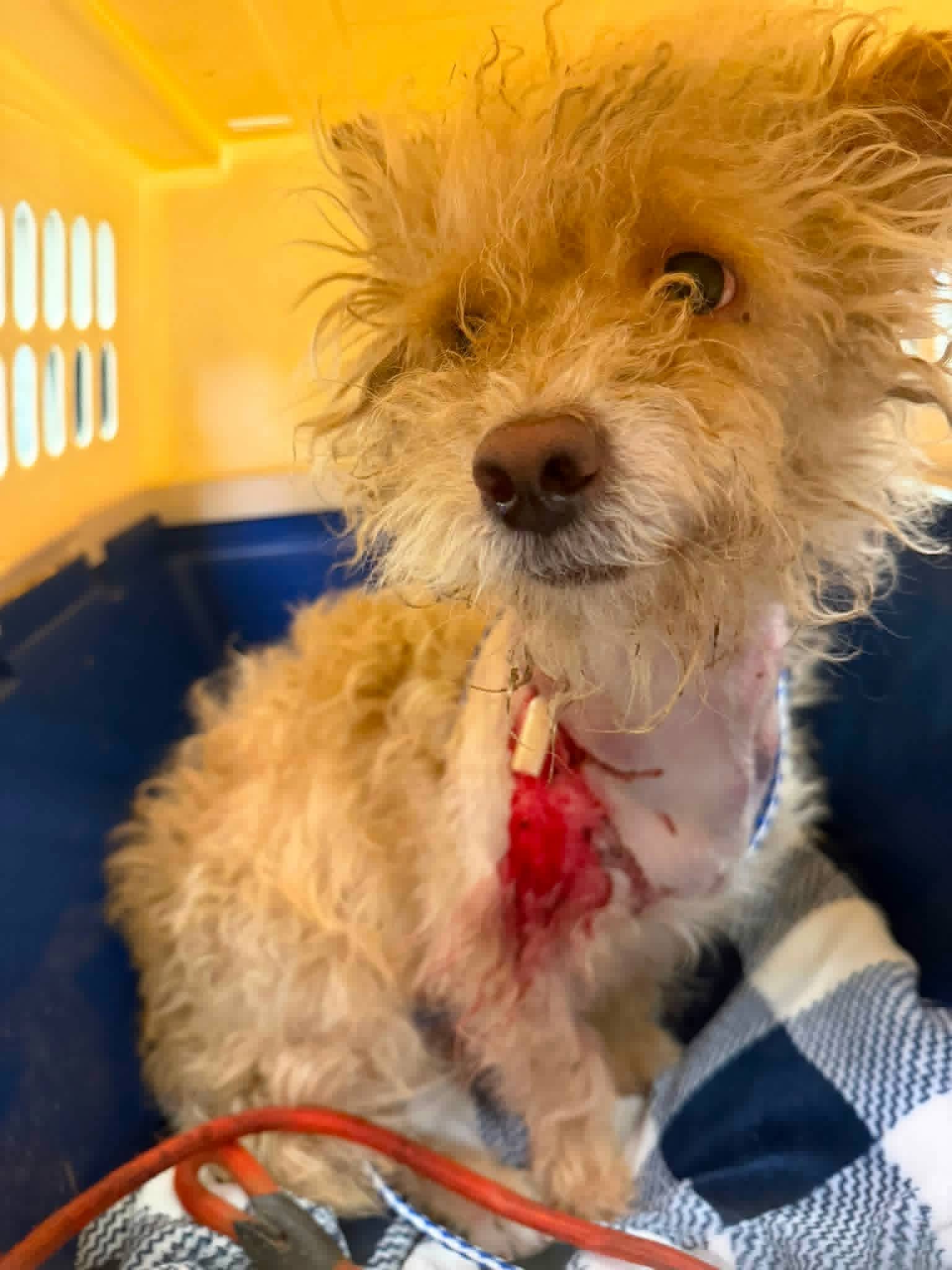 UPDATE: Once abandoned pup rescued from jaws of coyote