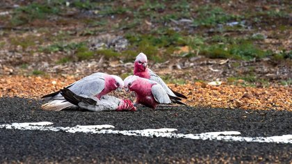 Opinion: Birds are chirping, flowers are blooming and roads are filling up with roadkill