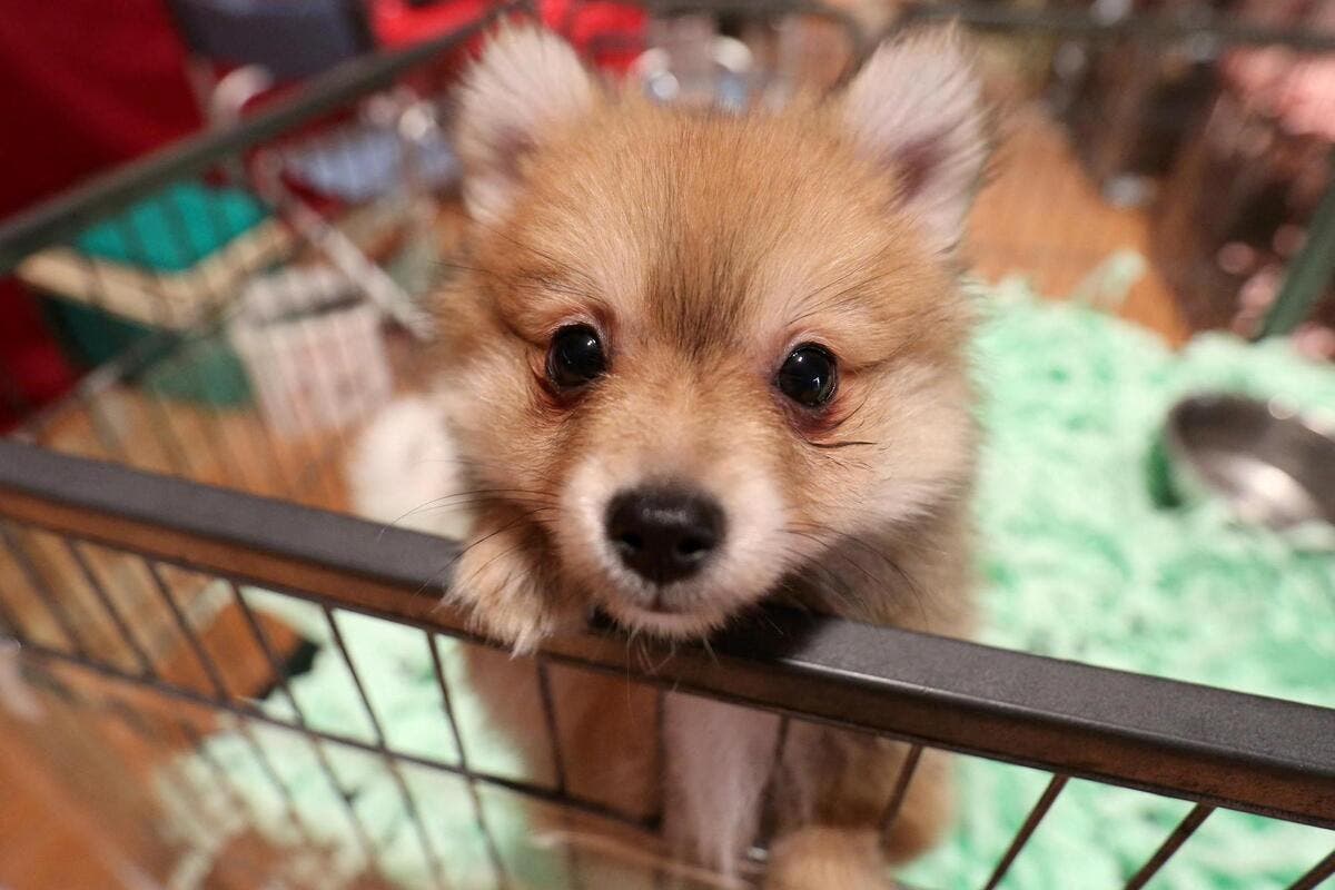 « Pour limiter le phénomène de l’achat coup de cœur » : jusqu’à 1.500 euros de contravention pour les animaleries qui vendent des chats et chiens