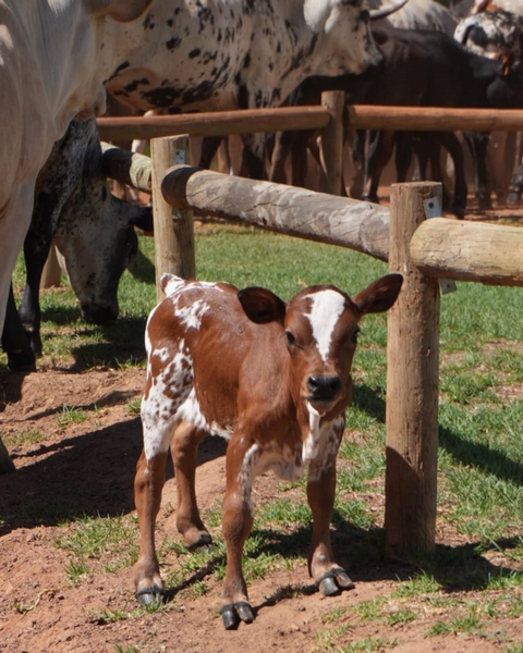 A Season of New Life at Vergelegen