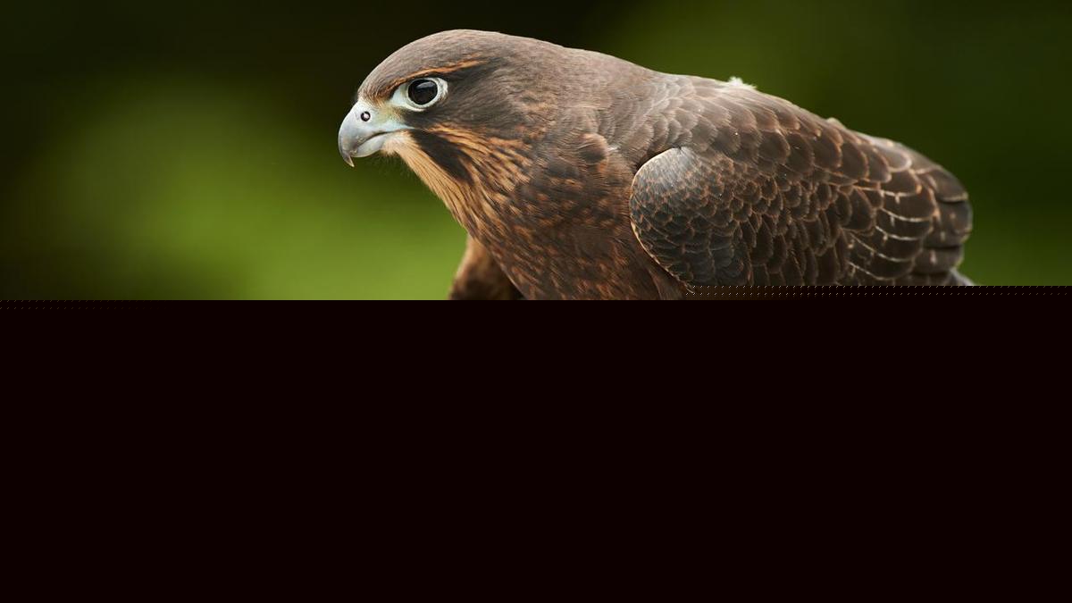 Mysterious falcon named New Zealand's Bird of the Year