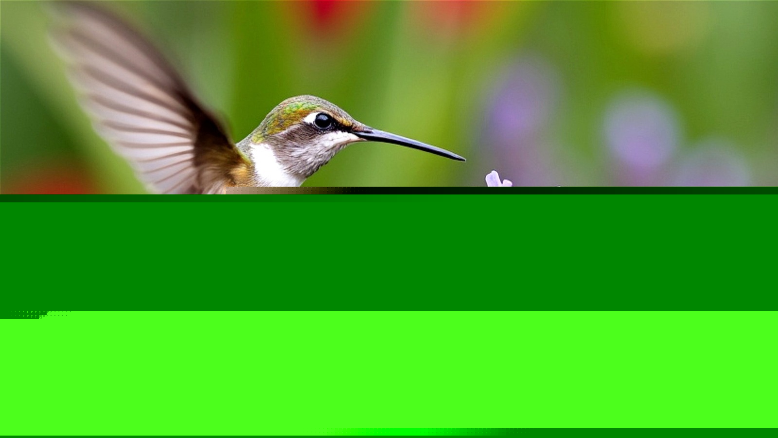 Not Orchid Or Bee Balm: The Tuberous Perennial Flower That Hummingbirds Can't Resist