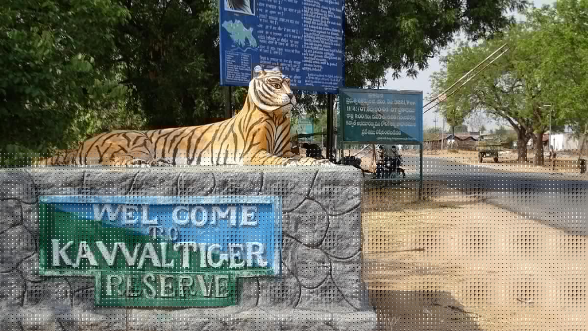 Eco tourism-based livelihood opportunities, the only way forward for tiger conservation in Telangana, say experts