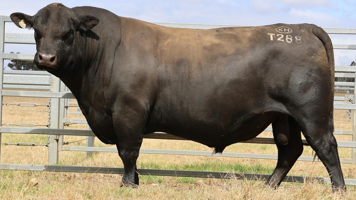 Metcalfe family feature sons of Koojan Hills Trident T288
