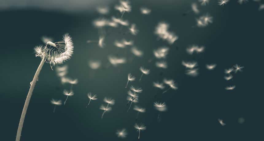 Comment on Dandelion seeds create a bizarre whirlpool in the air to fly by How dandelions rig the chances for catching upward gusts - YACAK