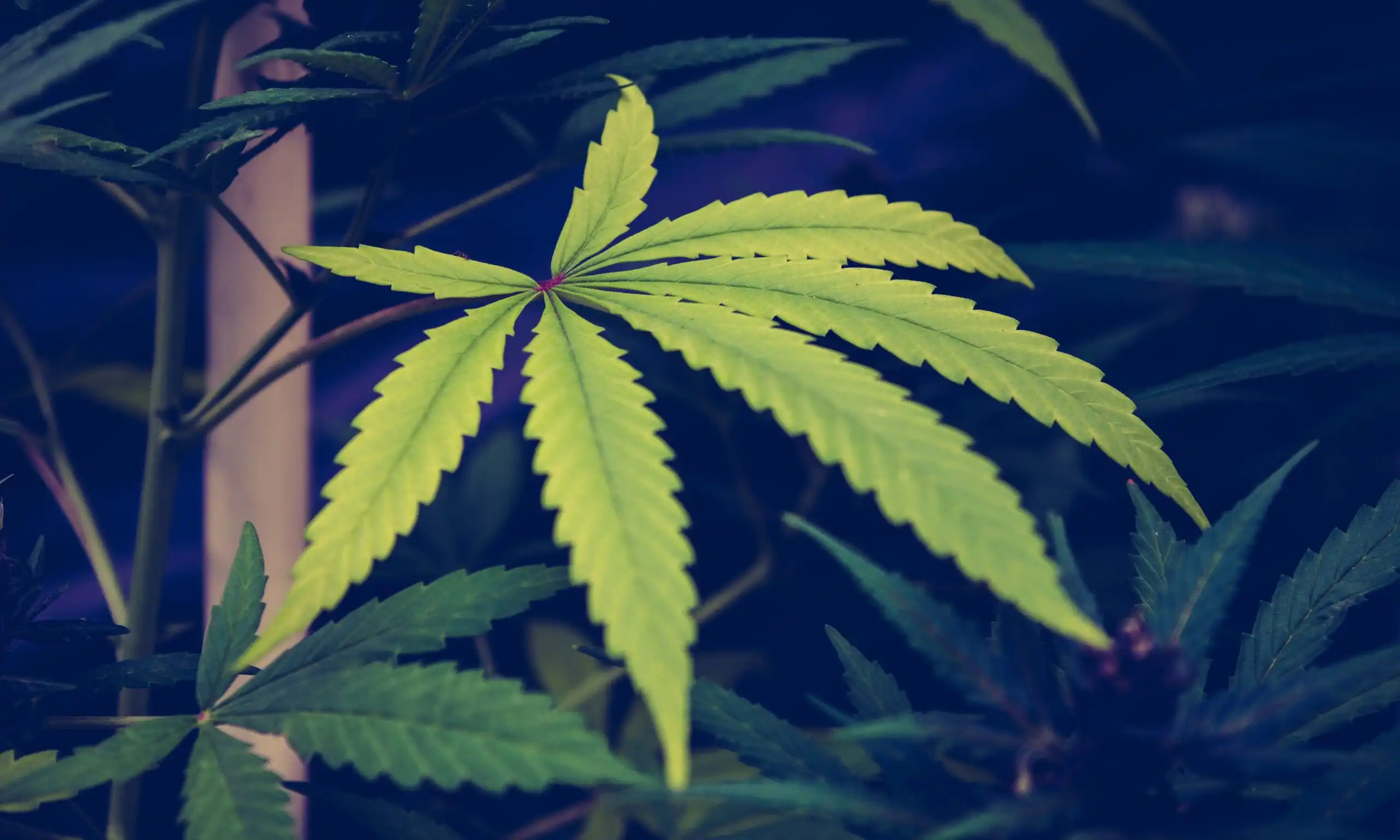 New York Governor Signs Bill To Allow Small Businesses To Sell Marijuana At Farmers’ Markets