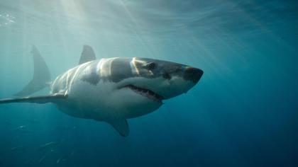 Comment on Up to half a million sharks could be killed to create global coronavirus vaccines, conservationists warn by Brian Dennis Whitney