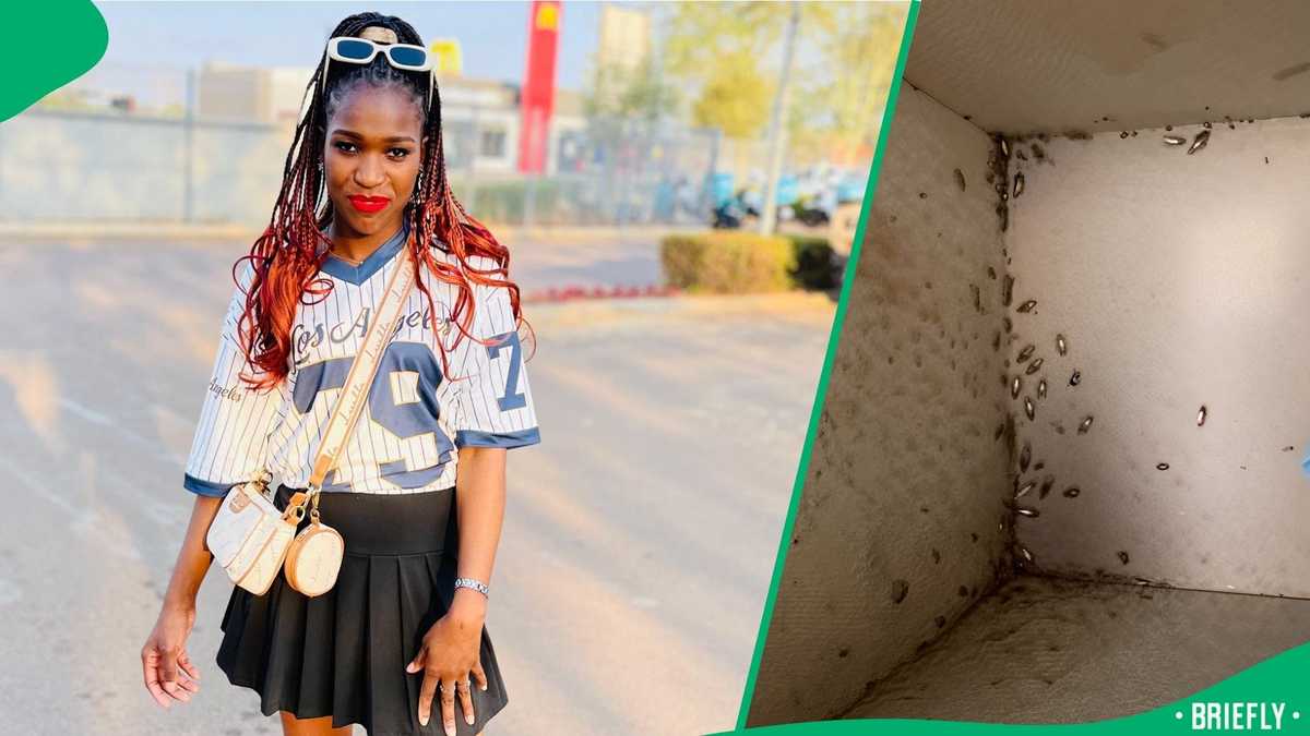 "They move with you": SA gets chills from cockroaches in woman's alleged Pretoria apartment