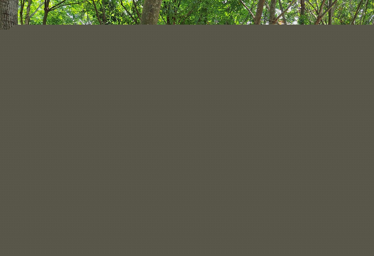 Natural rubber prices strengthen as June output declines