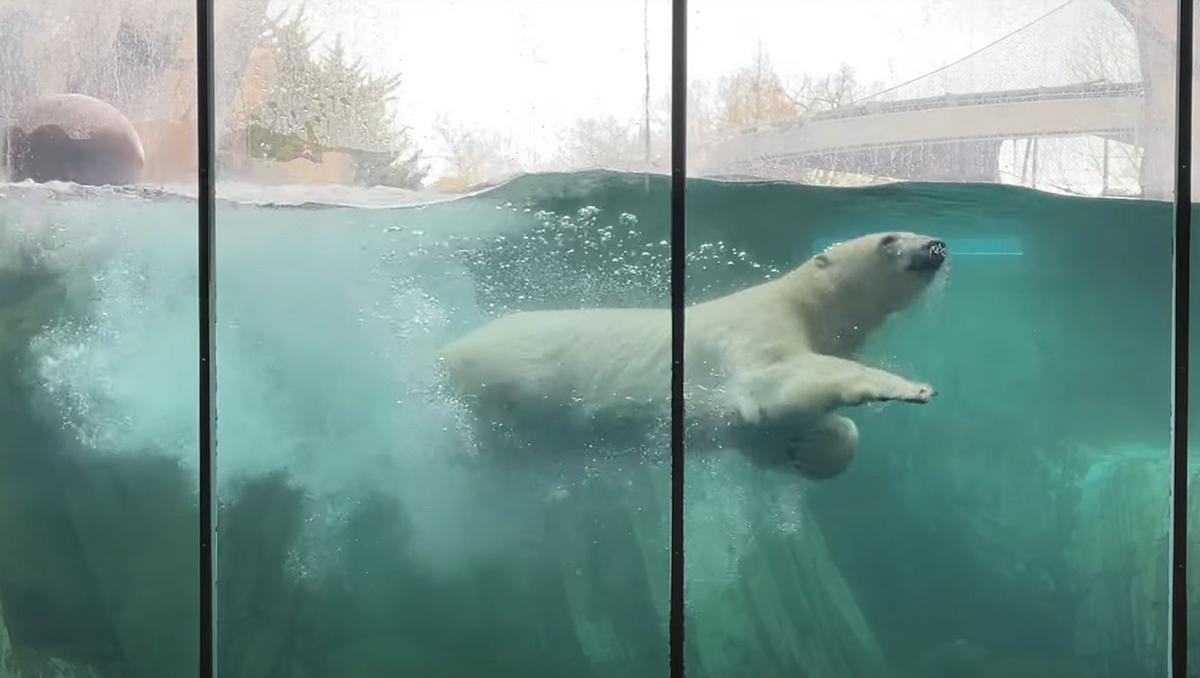 St. Louis Zoo Will Soon Say Tearful Goodbye to Polar Bear