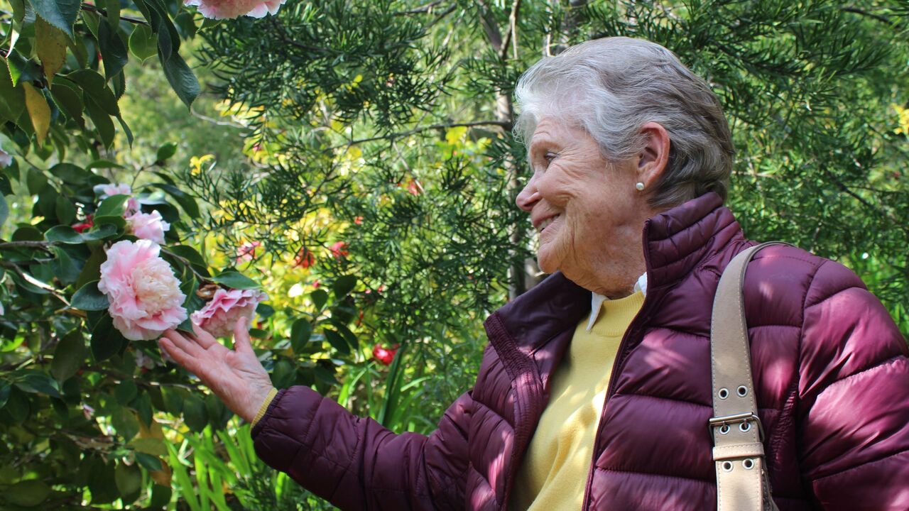 Vergelegen camellia weekend: winter blooms continue until September