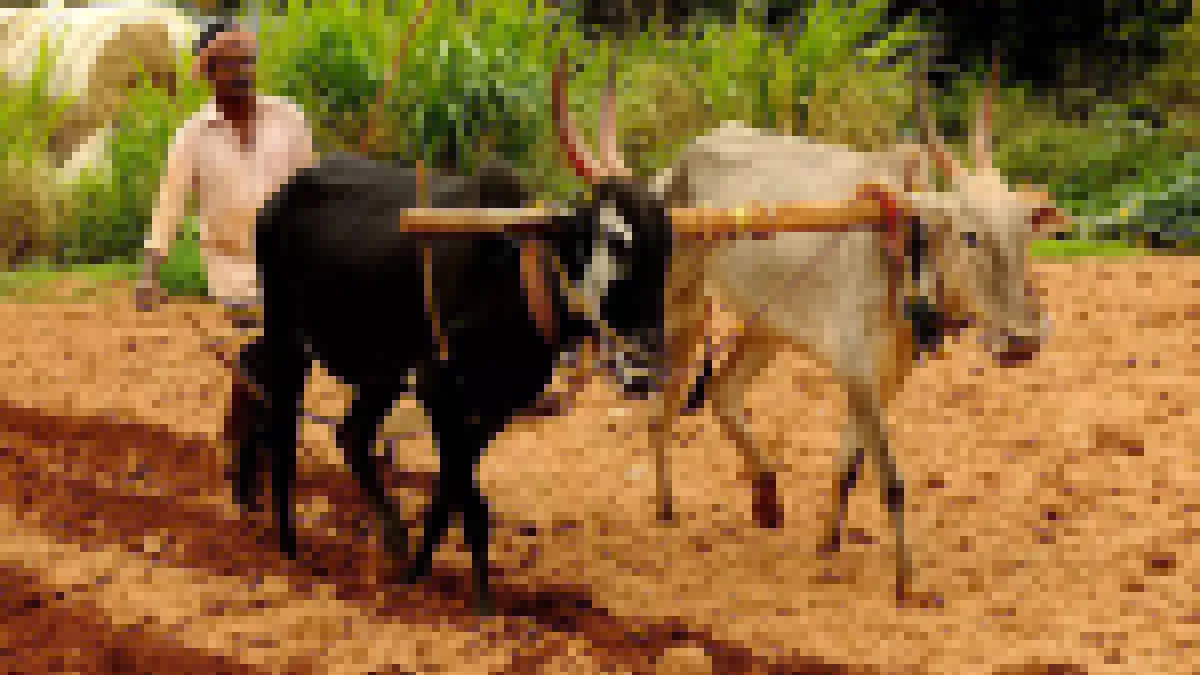 Co-op Banks disburse impressive Farm Loans in Banswara