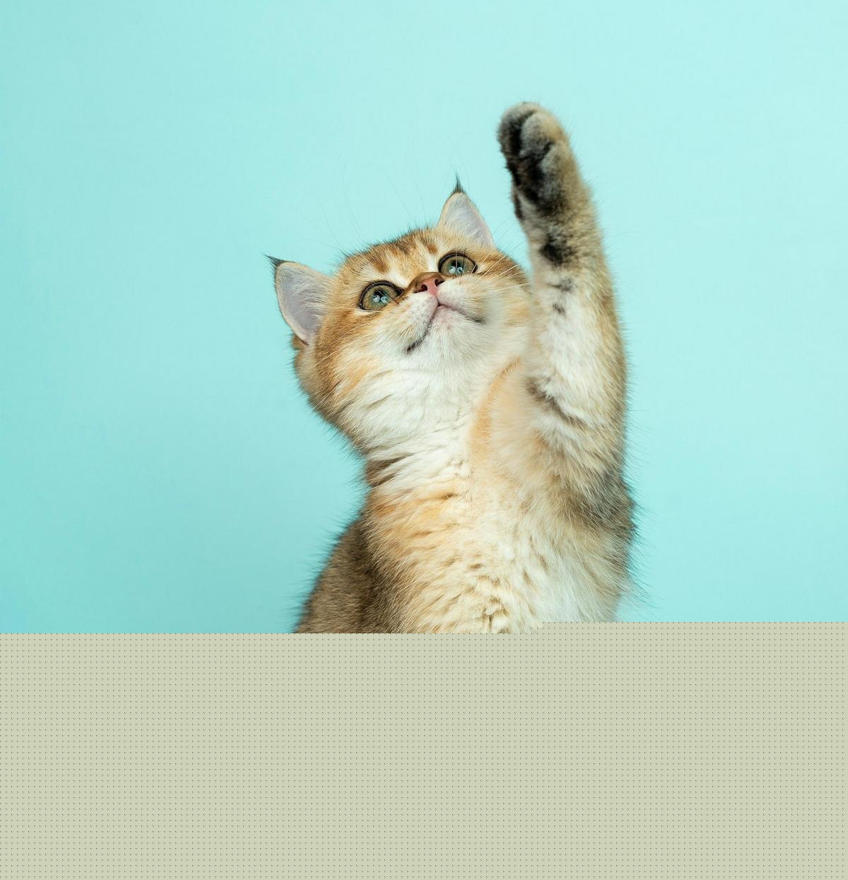 New Louisiana Cat Cafe' Opening This Fall