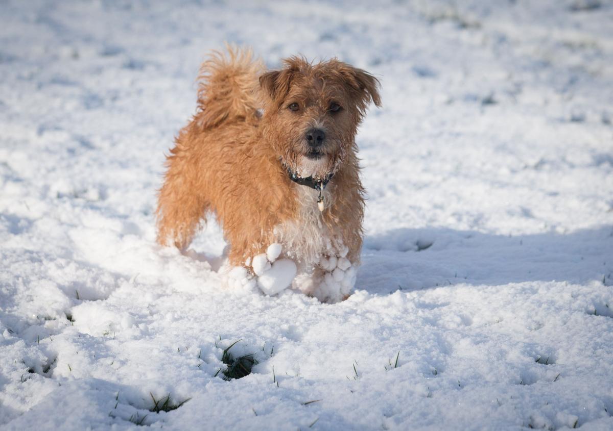 Poudre Fire Rescues Dog From Icy Pond in Fort Collins