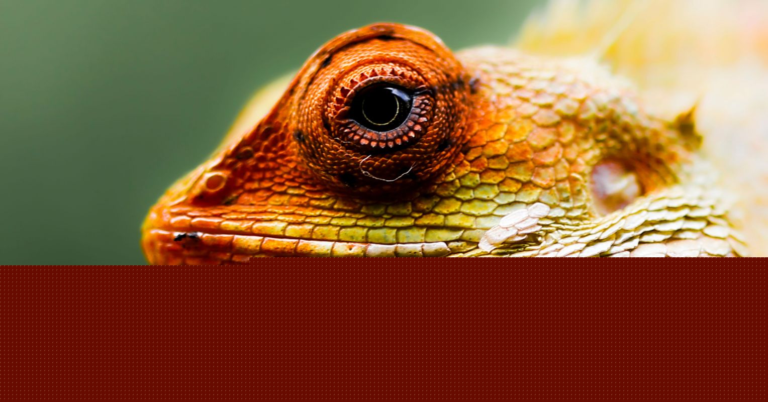 Why the Lizard Brain Model and Other Science Myths Persist