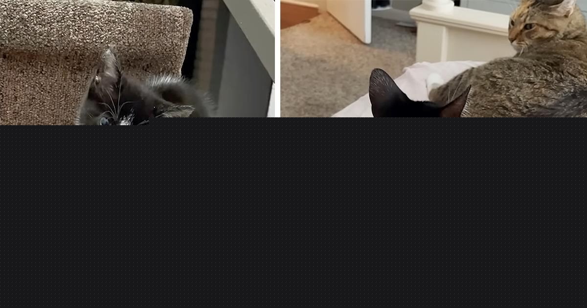 Woman returns home from a flight to find a tiny kitten outside her apartment, is hilariously forced to negotiate with her housecat before bringing home a new sibling, and luckily, they reach an agreement